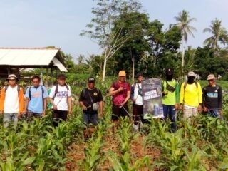 Panduan Budidaya Jagung
