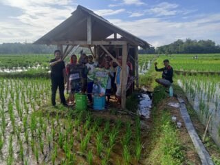 Meningkatkan Produktivitas Tanaman Padi dengan Nutrisi Tepat